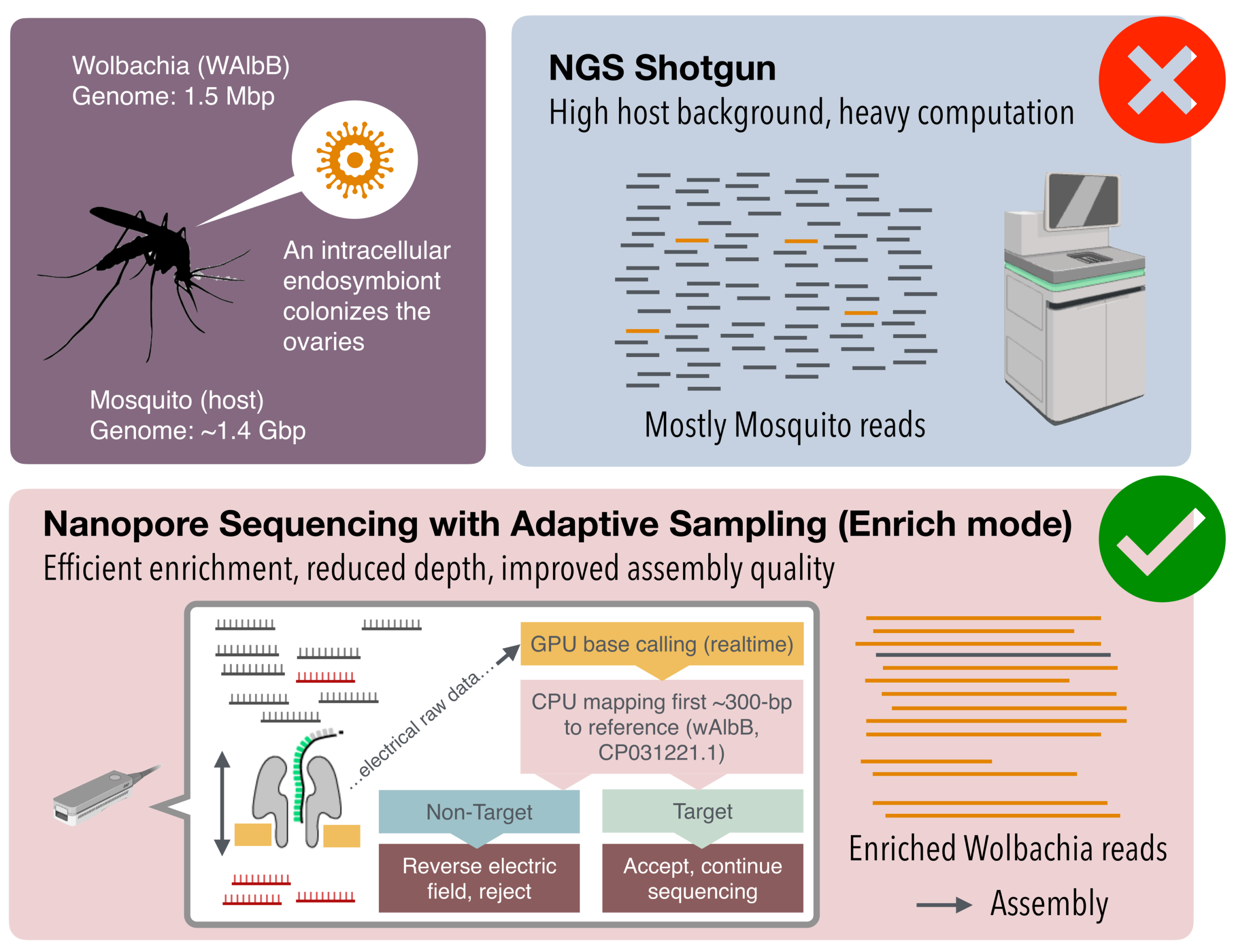 From Idea to Genome: Reconstructing Wolbachia Using Adaptive Sampling